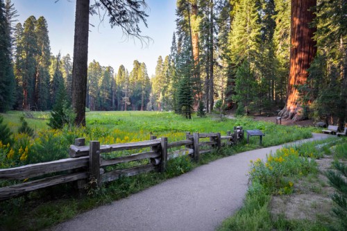 A serene forest path winds through tall trees and vibrant wildflowers, leading to a peaceful meadow.