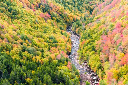 A winding river flows through a vibrant forest of green and autumn-colored trees.