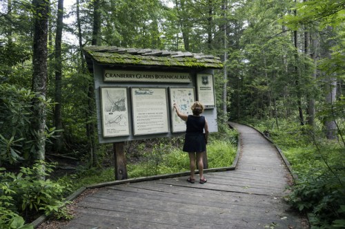 A person studies a sign at the Cranberry Glades Botanical Area, surrounded by lush greenery and a wooden pathway.