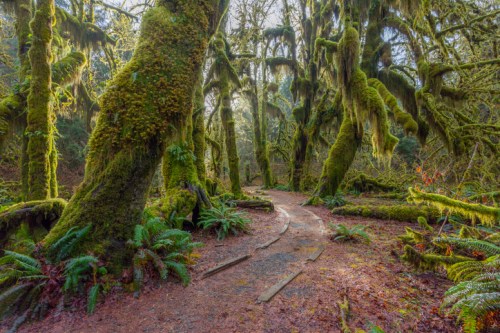 A serene forest path winding through tall, moss-covered trees and lush greenery, illuminated by soft, natural light.