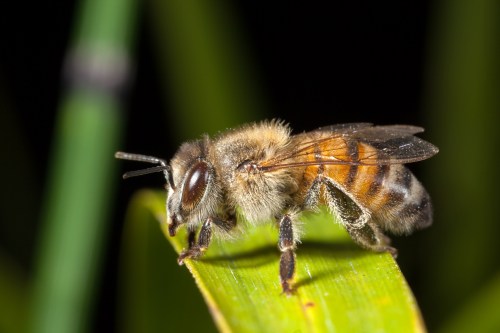 A close-up of a honeybee resting on a green leaf, showcasing its fuzzy body and detailed wings.
