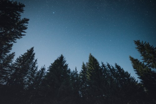 Starry night sky above tall evergreen trees, creating a serene and tranquil atmosphere.