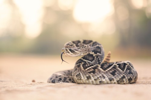 A close-up of a coiled snake with a patterned body, flicking its tongue in a natural outdoor setting.