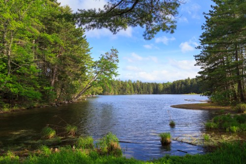 A serene lake surrounded by lush green trees under a clear blue sky, with gentle ripples on the water's surface.