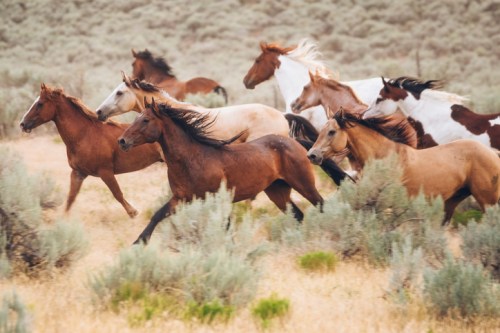 A group of horses galloping through a grassy landscape with shrubs in the background.