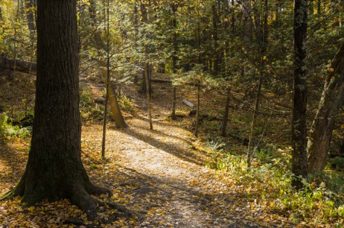 A serene forest path covered in autumn leaves, with sunlight filtering through the trees.