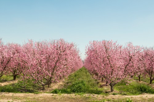 A vibrant orchard filled with blooming pink trees under a clear blue sky, creating a picturesque spring landscape.