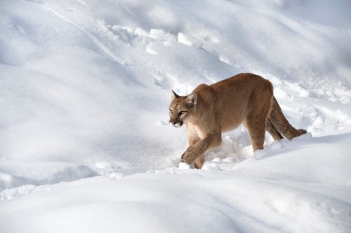 A mountain lion walking through a snowy landscape, leaving tracks in the fresh snow.