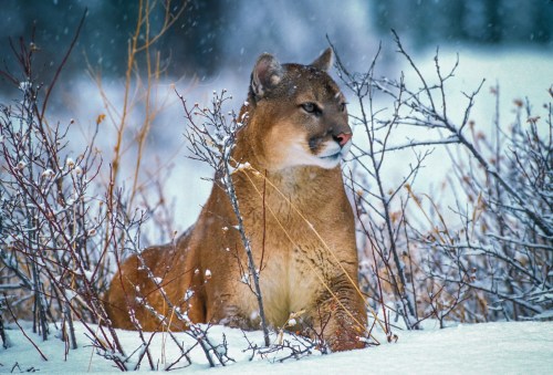 A mountain lion resting in the snow among sparse bushes, with a serene winter landscape in the background.