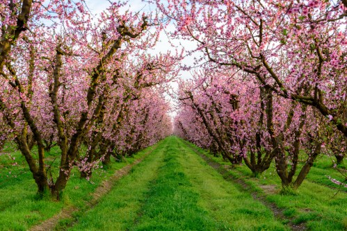 A vibrant orchard lined with blooming pink cherry trees, creating a picturesque pathway through lush green grass.