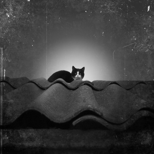 A black and white image of a cat sitting on a wavy rooftop, gazing intently at the viewer.