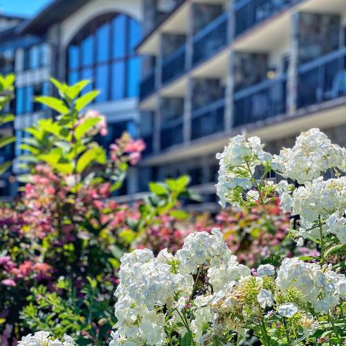 A close-up of white flowers in the foreground with a stone building and greenery in the background on a sunny day.