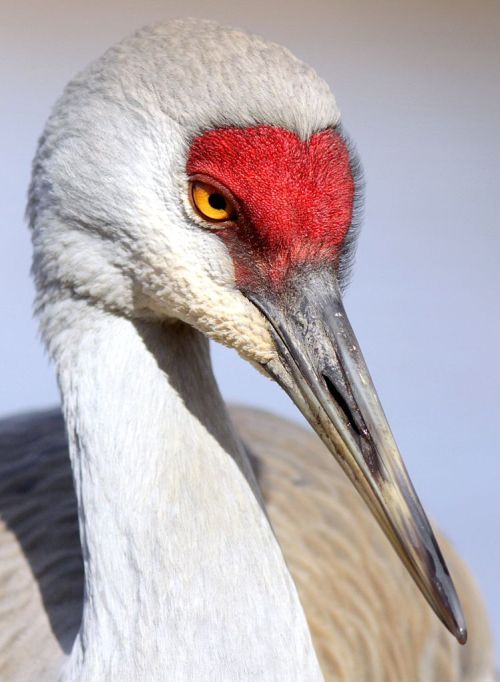 Close-up of a sandhill crane, showcasing its distinctive red crown and striking yellow eye against a blurred background.