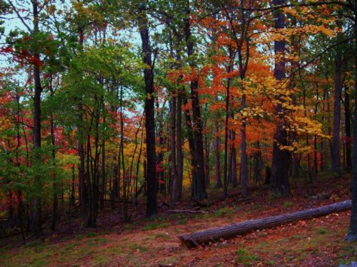 A vibrant forest scene with trees displaying autumn colors of red, orange, and yellow, and a fallen log on the ground.