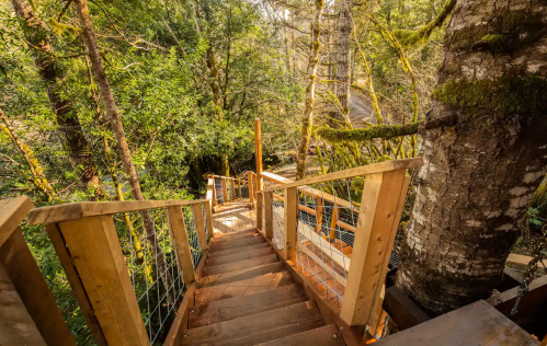 Wooden stairs winding down through a lush green forest, surrounded by trees and natural foliage.