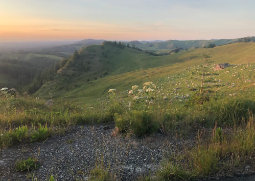 A scenic view of rolling green hills at sunset, dotted with wildflowers and grazing sheep in the distance.