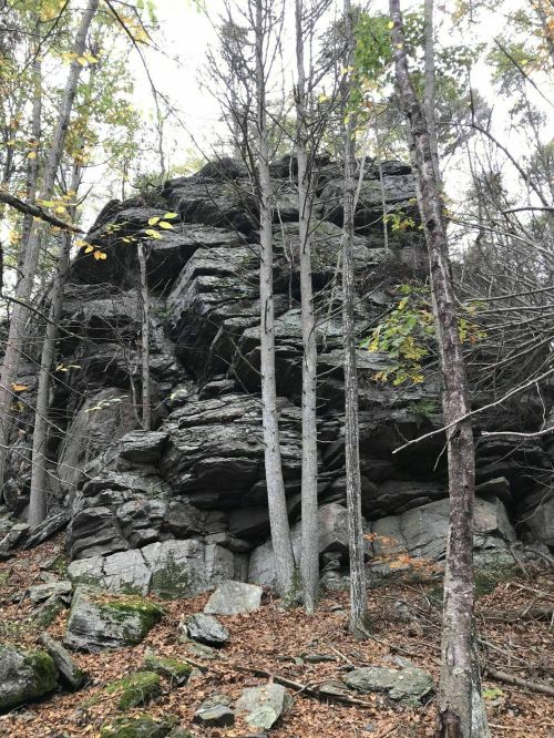 A rocky outcrop surrounded by trees and fallen leaves in a forested area.