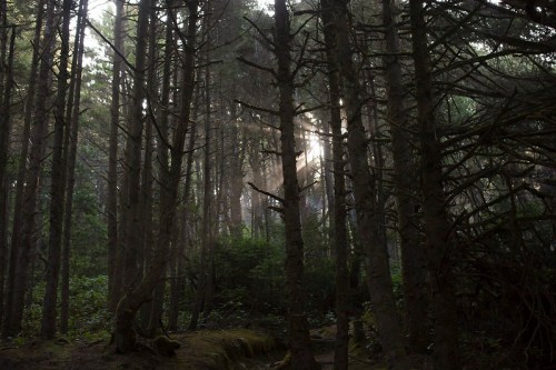 Sunlight filters through tall trees in a misty forest, creating a serene and tranquil atmosphere.