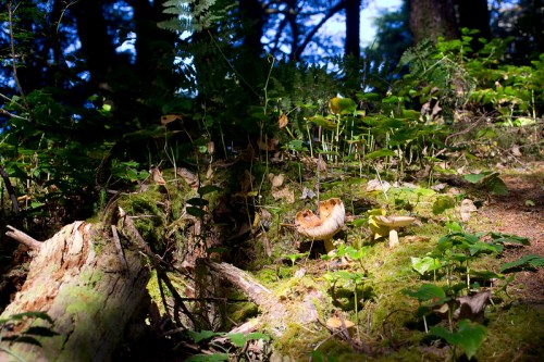 A forest floor scene with lush green ferns, small plants, and a mushroom growing on a moss-covered log.