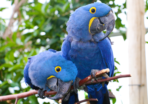 Two vibrant blue hyacinth macaws perched on a branch, surrounded by green foliage.