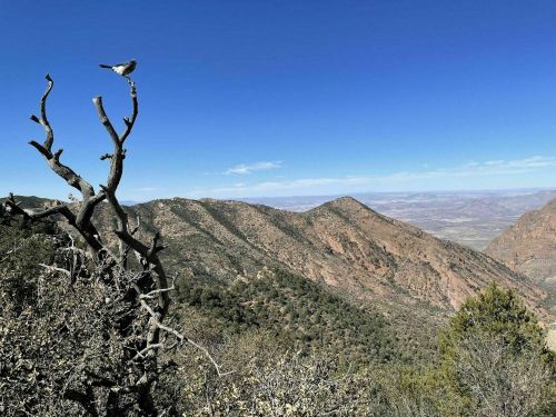 A bird perched on a bare branch overlooking a mountainous landscape under a clear blue sky.