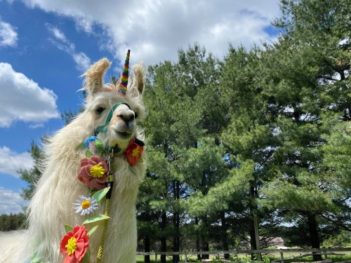A llama adorned with colorful flowers and a rainbow horn stands in front of green trees under a blue sky.