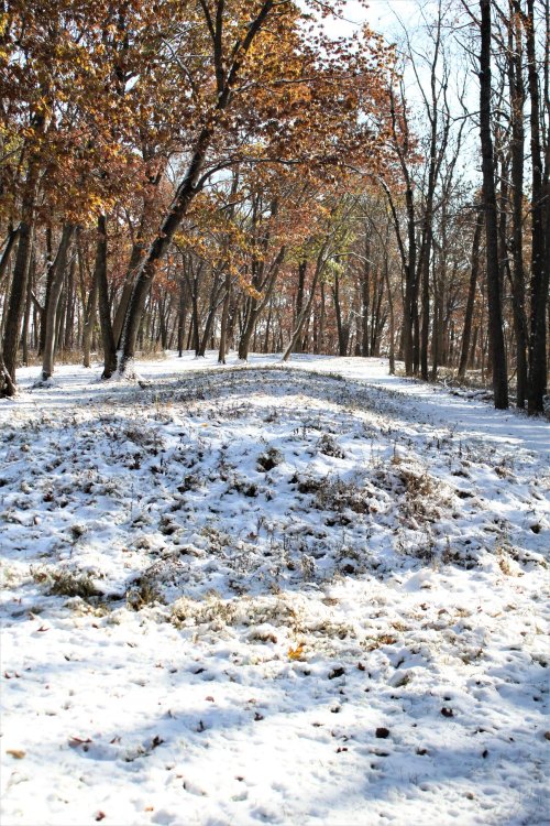 A snowy landscape with fallen leaves, surrounded by trees in a serene forest setting.
