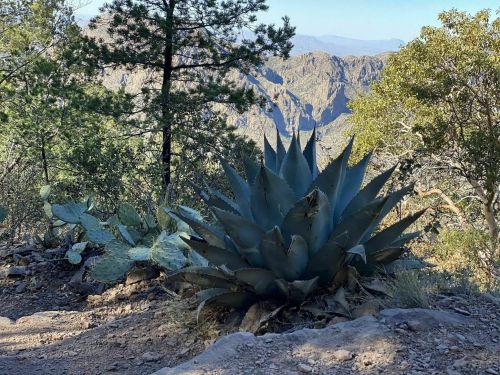 A large agave plant and a cactus in a mountainous landscape with trees and distant peaks under a clear sky.