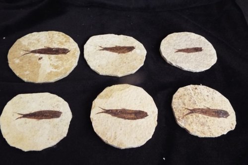 Six circular fossilized stones featuring the imprint of fish, displayed on a dark background.