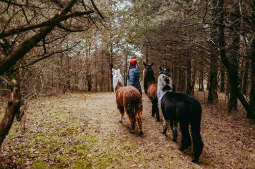 A person in a red hat walks with four llamas along a wooded path, surrounded by trees and fallen leaves.