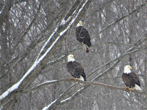 Three bald eagles perched on a snow-covered tree branch in a wintry landscape.