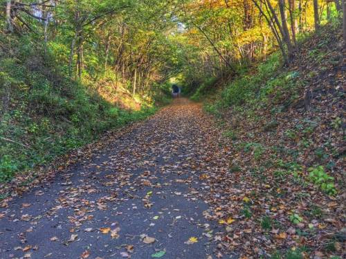 A serene path lined with trees, covered in colorful autumn leaves, leading into the distance.