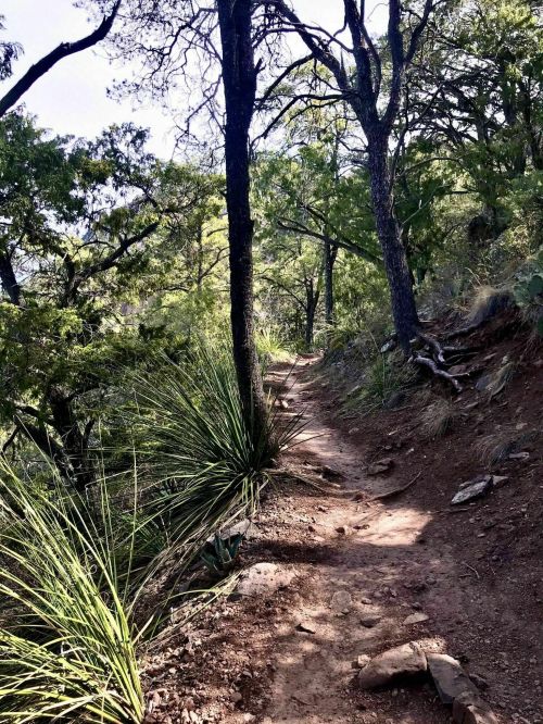 A narrow dirt path winds through a lush green forest, surrounded by trees and tall grass.