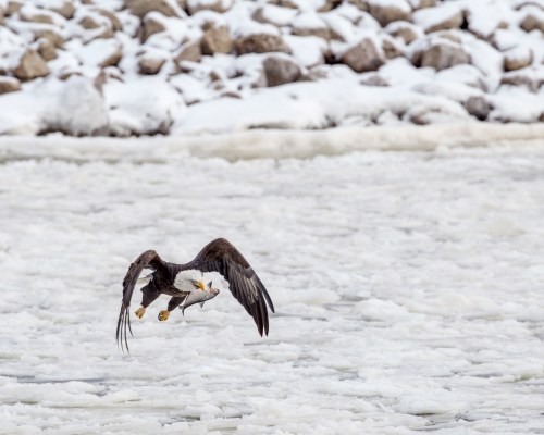 A bald eagle flies over icy water, clutching a fish in its talons against a backdrop of snow and rocks.