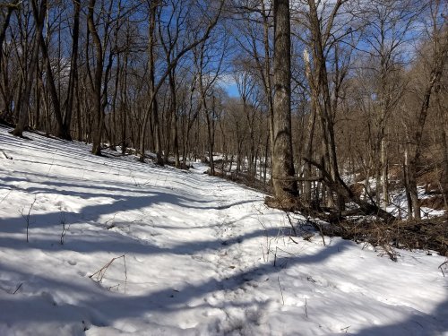 A snowy forest path with bare trees and shadows, under a clear blue sky.
