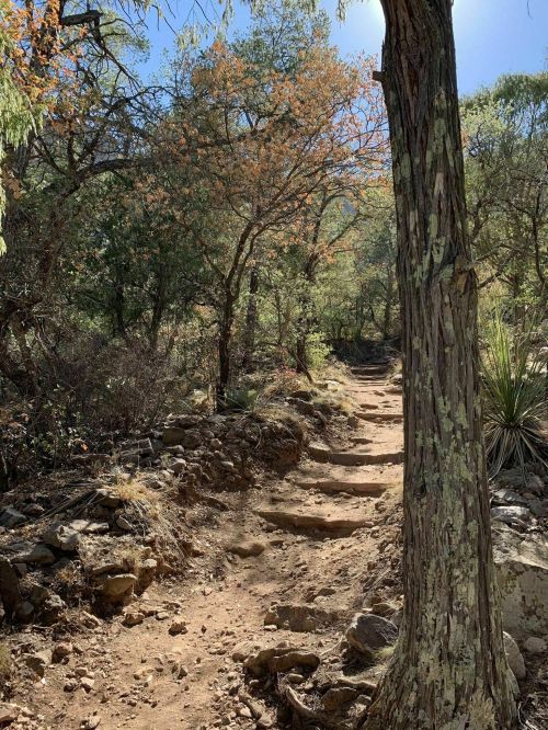 A dirt path winds through a forest with trees and rocky terrain, illuminated by sunlight filtering through the leaves.