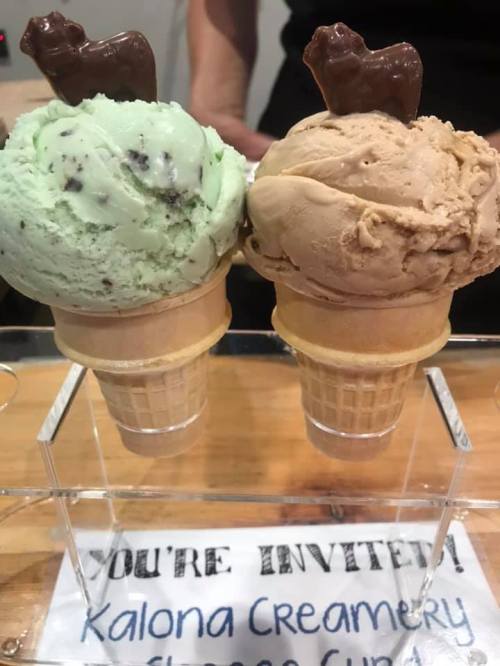Two ice cream cones in a display, one mint chocolate chip and one caramel, topped with a chocolate piece.