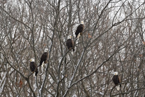 Five bald eagles perched on bare branches of trees in a winter landscape.