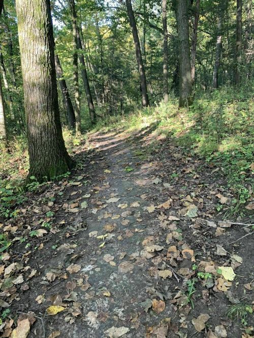 A winding dirt path through a forest, surrounded by trees and scattered autumn leaves.