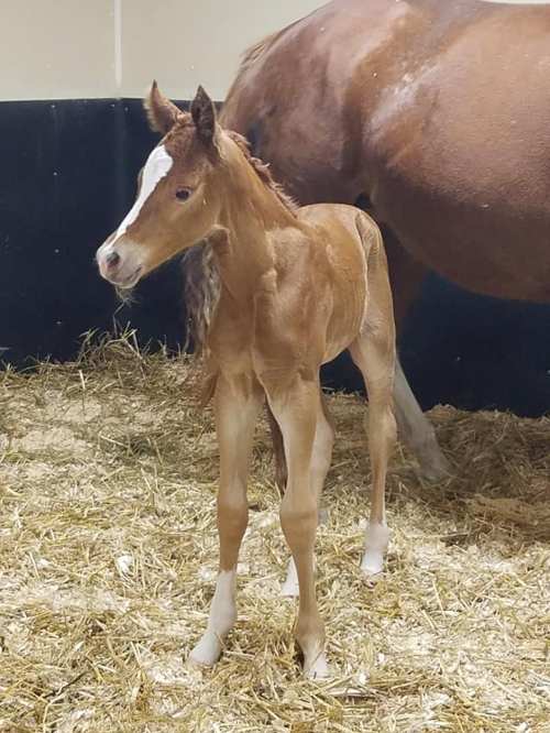 A young foal stands in a straw-filled stable, next to a larger horse. The foal has a light brown coat and white markings.