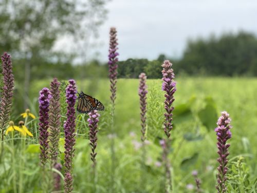 A butterfly rests on purple flowers in a lush green field under a cloudy sky.