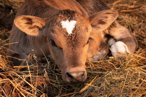 A young calf resting on straw, with a light patch on its forehead and soft fur, in a warm, natural setting.