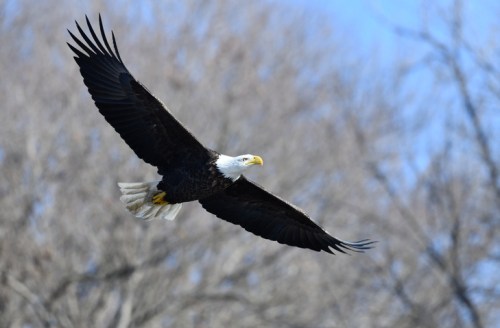 A bald eagle soaring gracefully against a clear blue sky, with trees in the background.