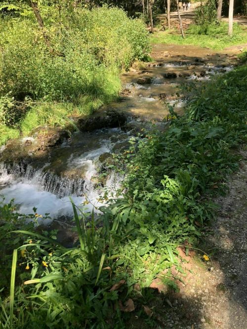A serene stream flows through a lush green landscape, surrounded by trees and vibrant foliage.