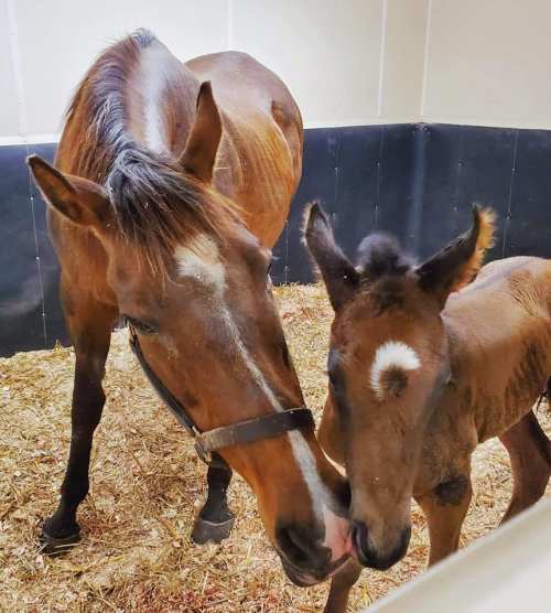 A mare and her foal nuzzle each other in a stable, surrounded by straw bedding.