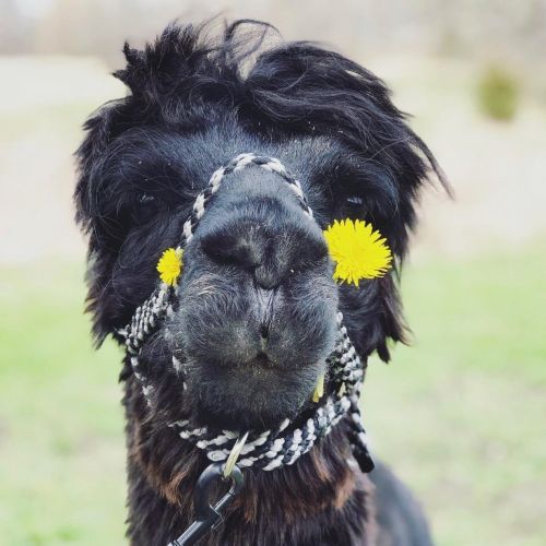 A close-up of a black alpaca with dandelions tucked in its nose, looking curiously at the camera.