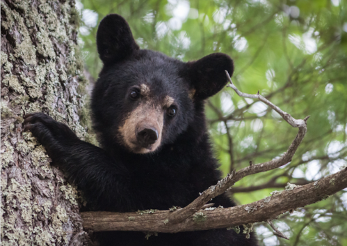 A black bear cub clings to a tree branch, surrounded by green foliage.