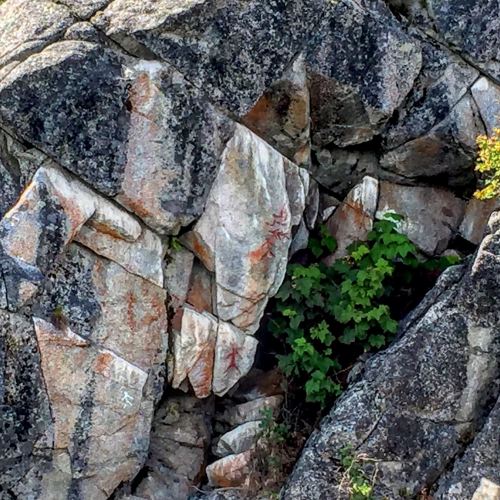 Ancient rock art on a rugged stone surface, with red markings and green foliage peeking through the cracks.