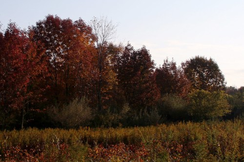 A vibrant autumn landscape featuring trees with red and orange leaves against a clear sky.