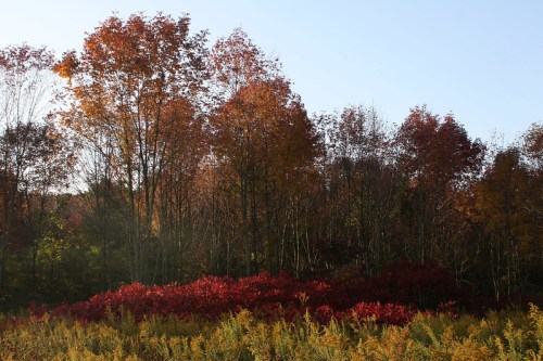 A vibrant autumn landscape featuring trees with red and orange leaves against a clear sky.